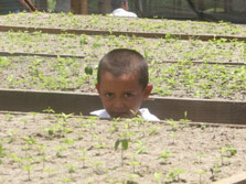 A child with some seedlings